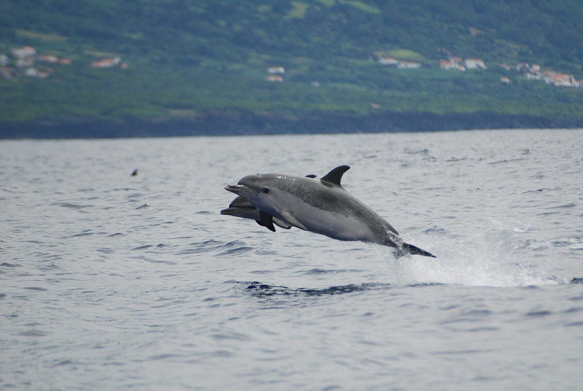 Delfin, © Daniel Brinckmann Delfin