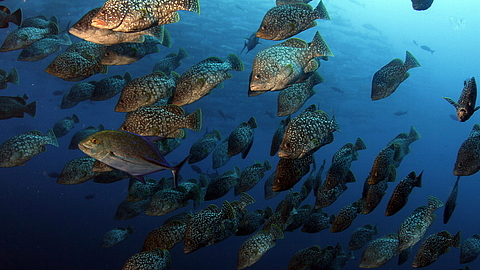 © Underseahunter Fleet