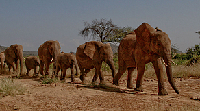 Sonderreise Magisches Kenia