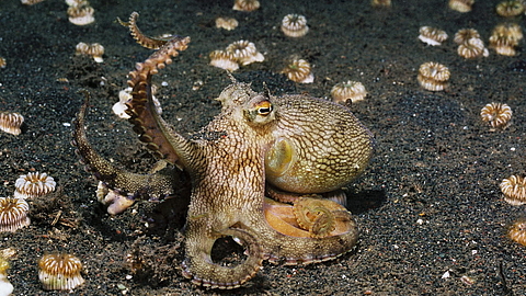 © Gangga Divers © Gangga Divers