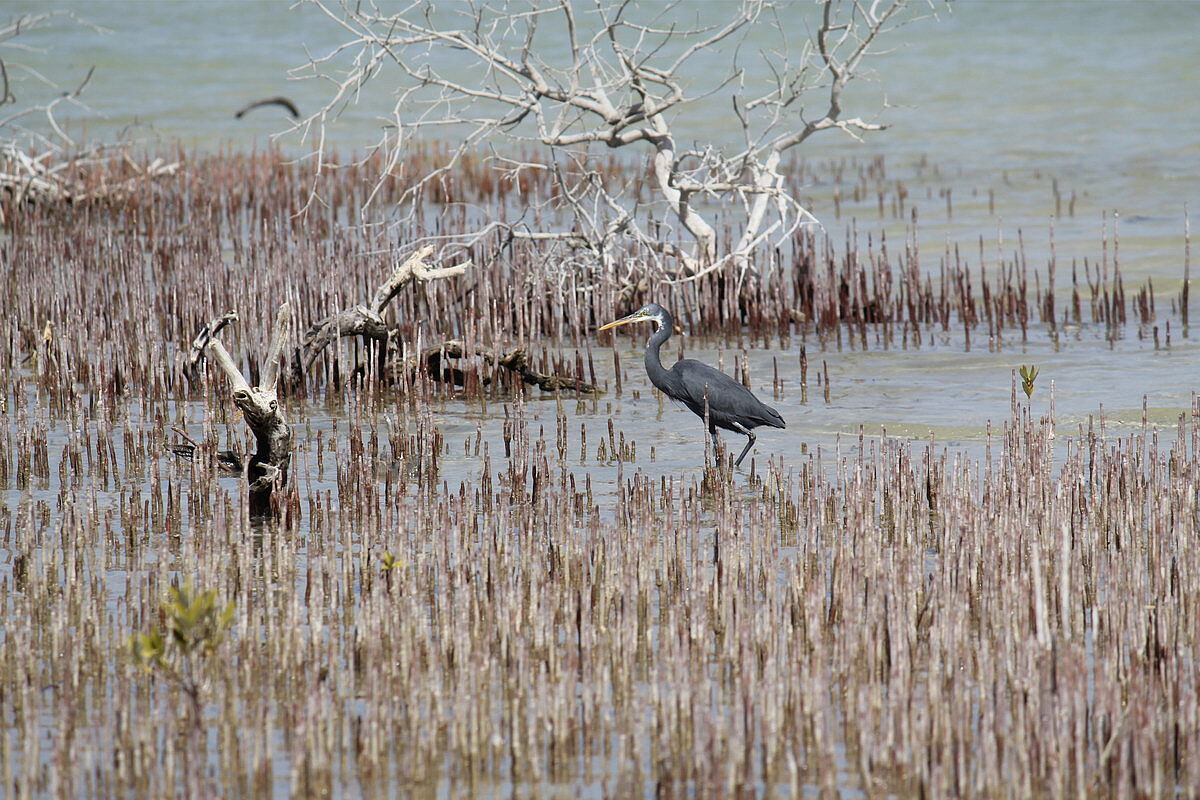 Vogelbeobachtung Vogelbeobachtung
