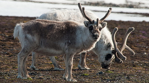 © Erwin Vermeulen © Erwin Vermeulen