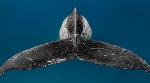 Fiji & Tonga Fiji & Tonga