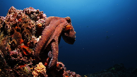 © Underseahunter Fleet