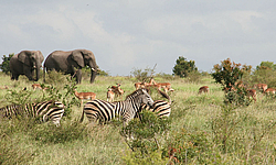 Krüger-Nationalpark, Südafrika