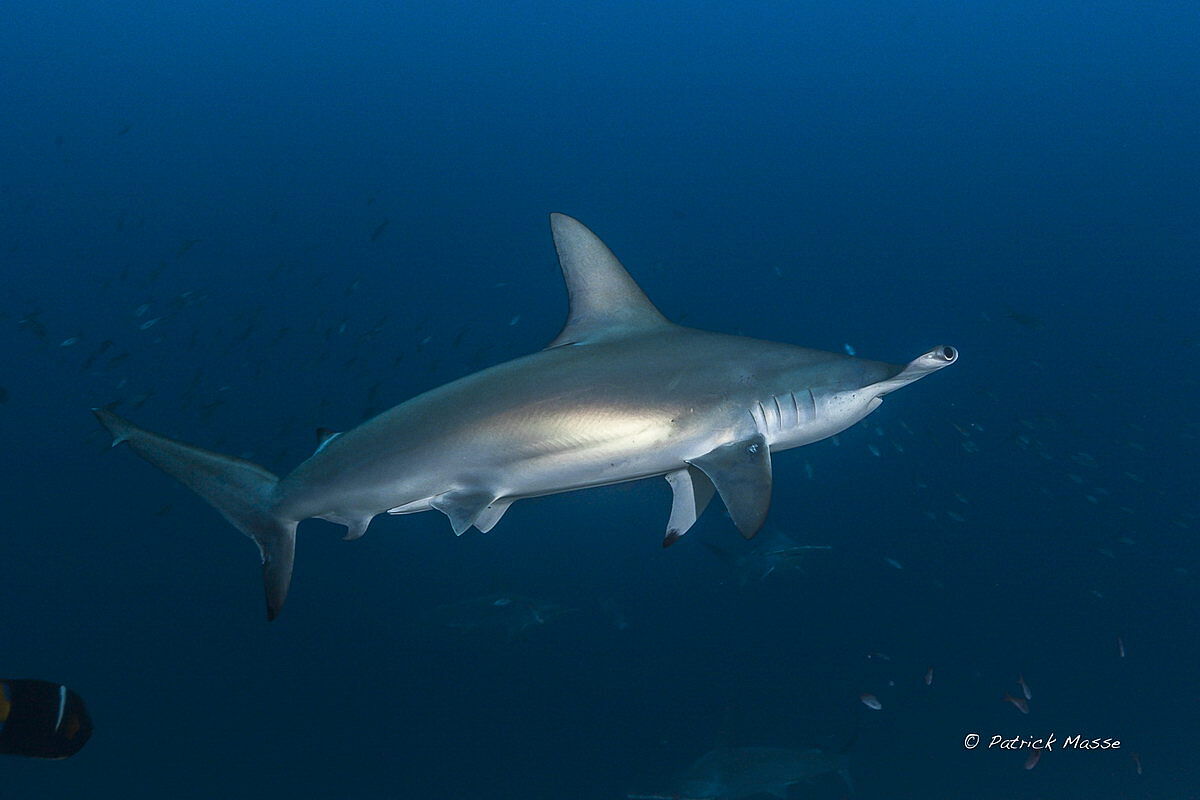 Tauchen in Malpelo Tauchen in Malpelo
