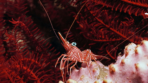 © Gangga Divers © Gangga Divers