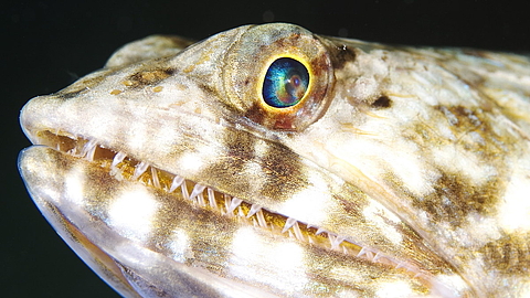 © Mike Veitch © Mike Veitch