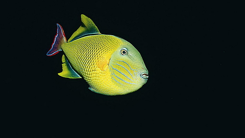 © Underseahunter Fleet