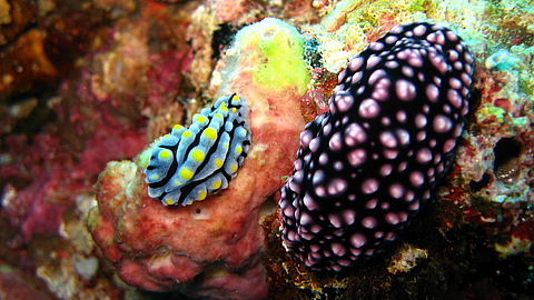 © Magic Island Dive Resort