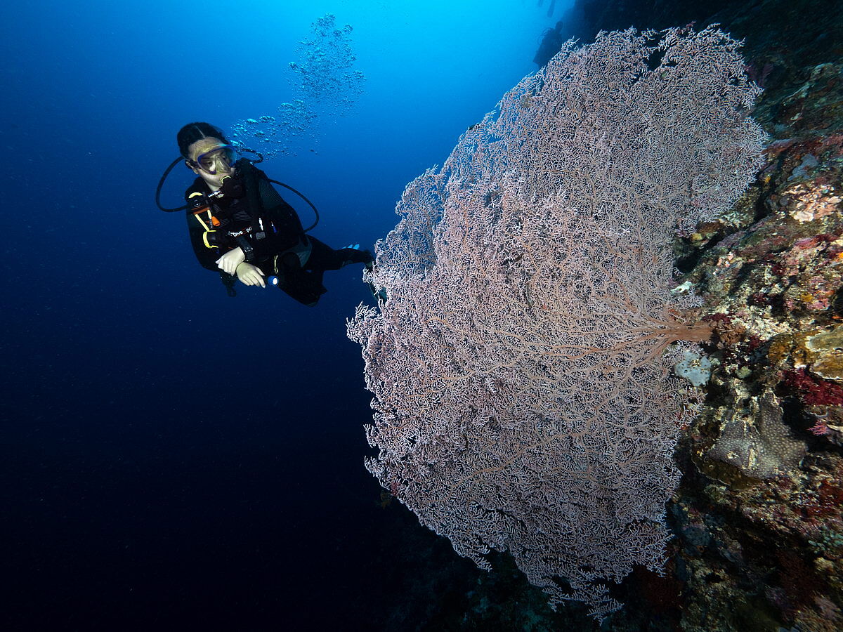 Fächerkoralle bei Bunaken mit Taucher Fächerkoralle bei Bunaken mit Taucher