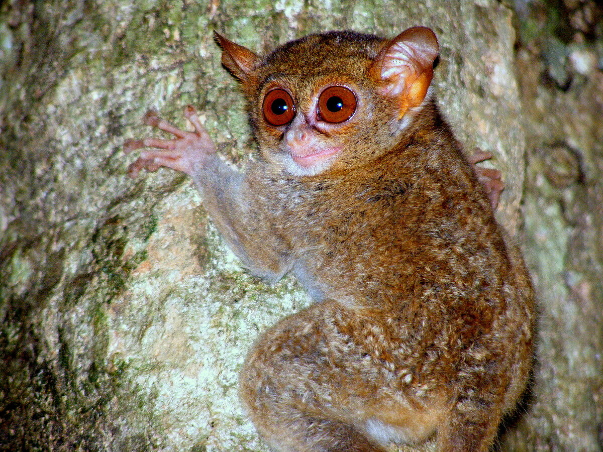 Tarsier Tarsier