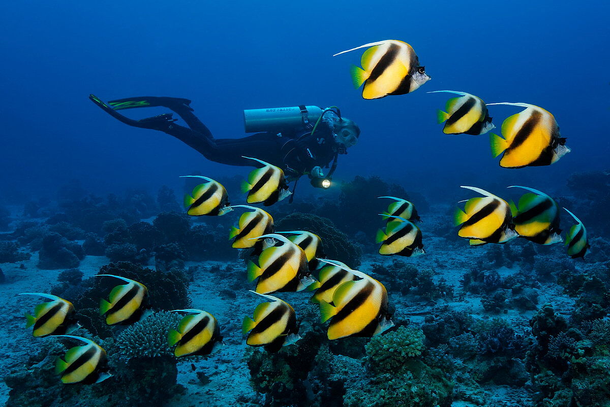 Wimpelfische Wimpelfische