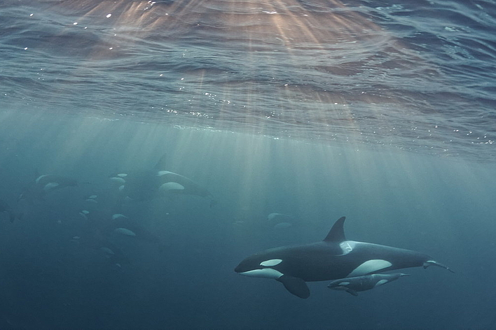 © Wolfgang Altmann © Wolfgang Altmann