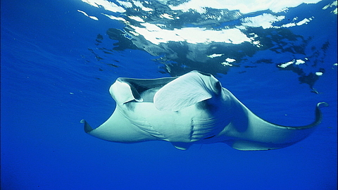 © Underseahunter Fleet