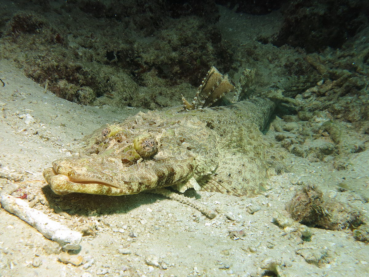 Krokodilfisch Krokodilfisch