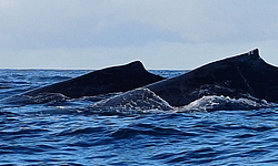 Buckelwale, Magdalena Bay
