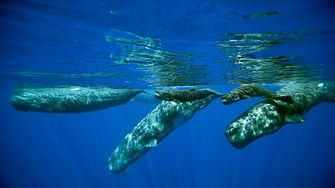 © Wade Poster © Wade Poster