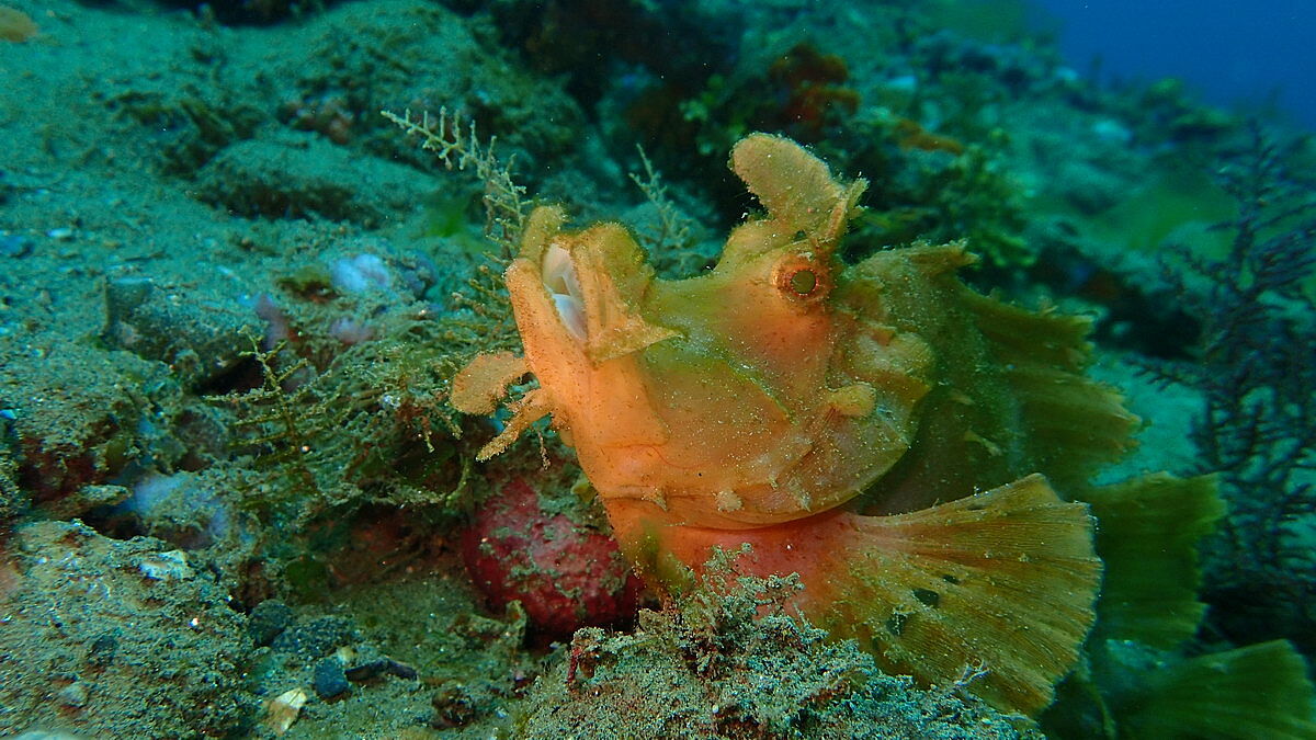 Rhinopias Rhinopias