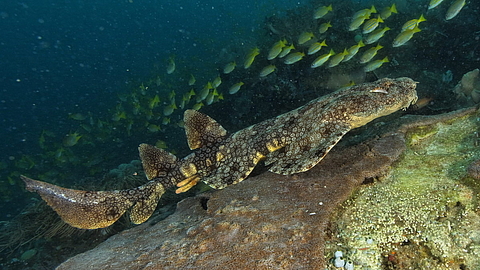 © Robert Wilpernig © Robert Wilpernig