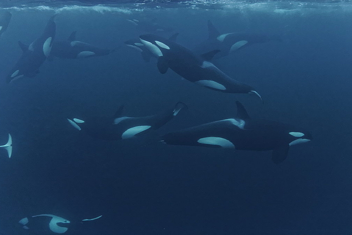 © Wolfgang Altmann © Wolfgang Altmann