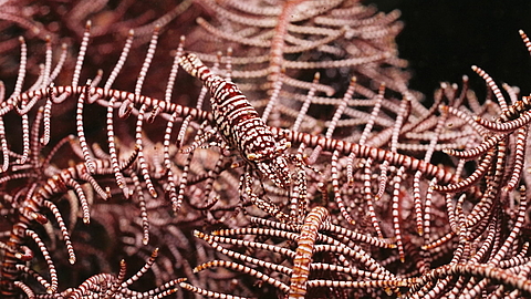 © Gangga Divers © Gangga Divers