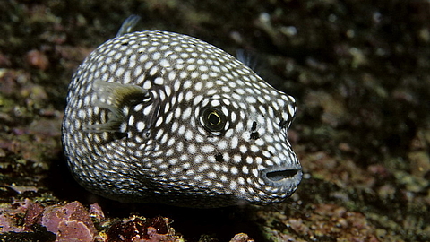 © Robert Wilpernig © Robert Wilpernig