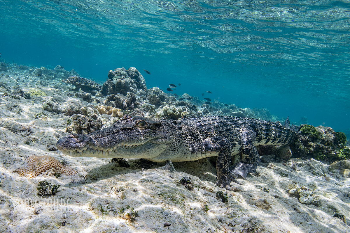 Salzwasserkrokodil, © Sam's Tours/Jesse Alpert Salzwasserkrokodil