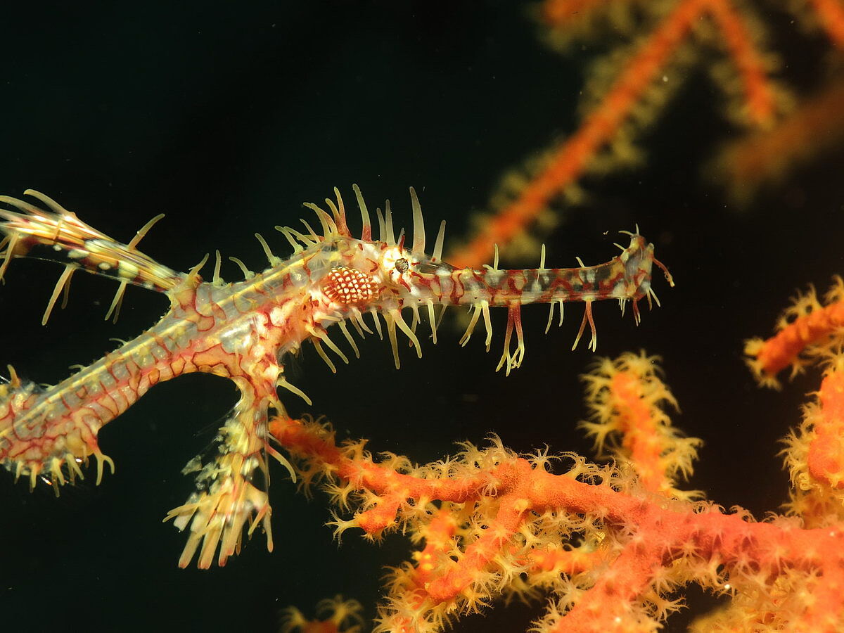 Schmuck-Geisterpfeifenfisch Schmuck-Geisterpfeifenfisch