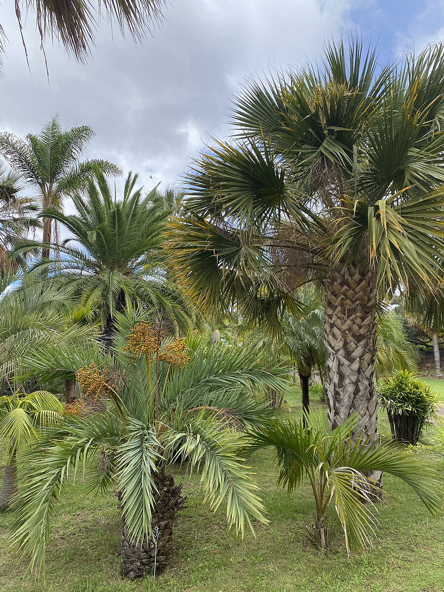 Madeira Madeira