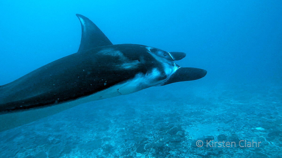 Manta Manta