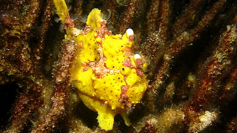 © Magic Island Dive Resort