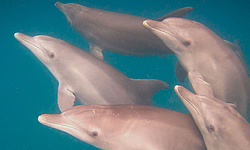 Delfine, Ponta do Ouro