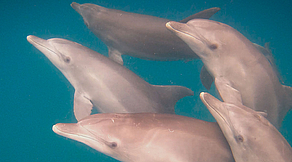 Planet Scuba Lodge & Gozo Azul Dive Center