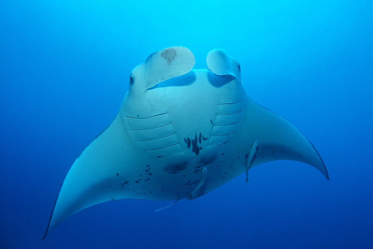 Tauchen in Malpelo Tauchen in Malpelo