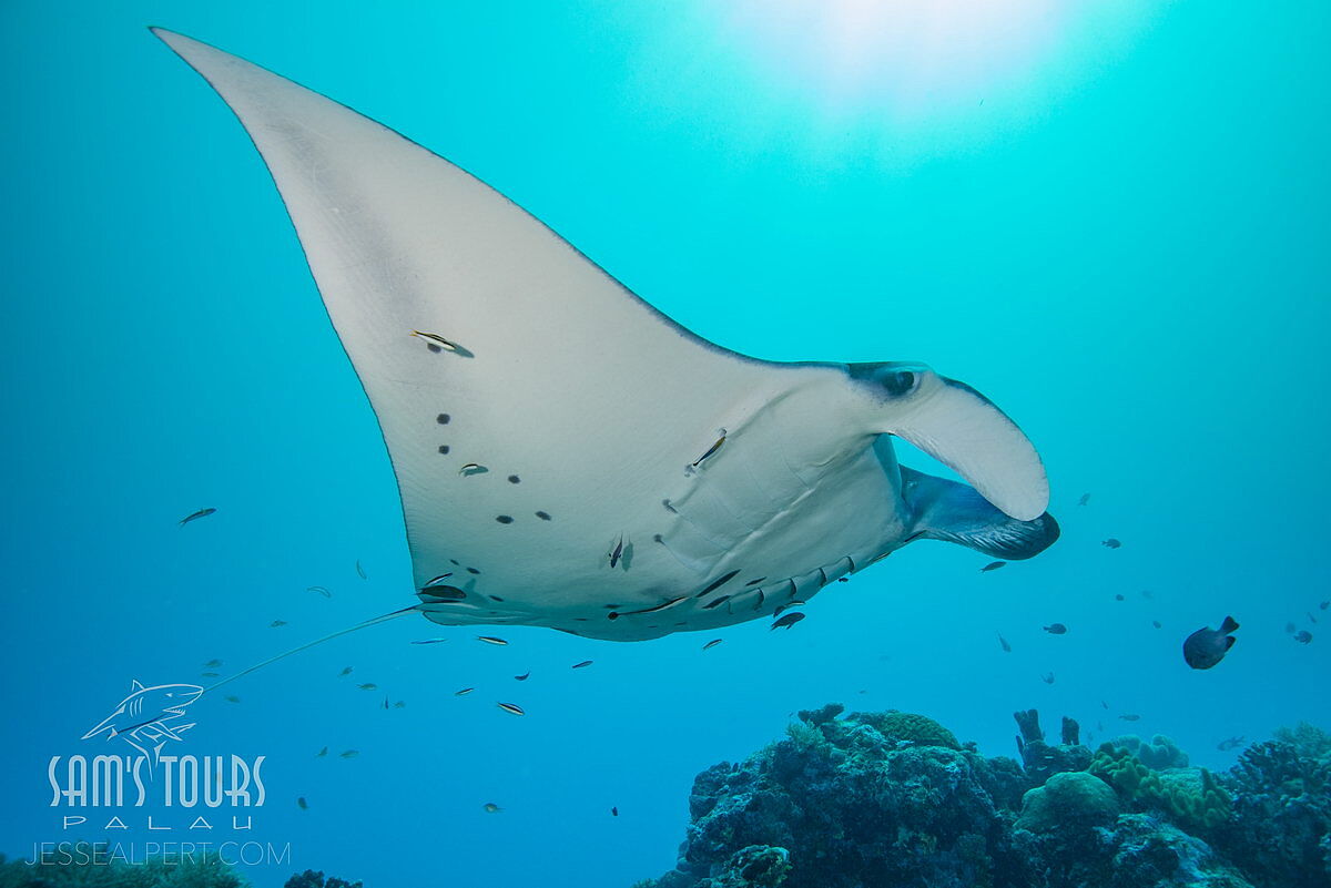 Manta, © Sam's Tours/Jesse Alpert Manta