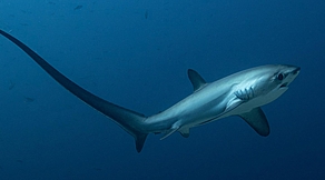 Malapascua & Tubbataha Tauchsafari Malapascua & Tubbataha Tauchsafari