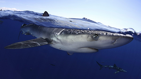 © NSA Azores © NSA Azores