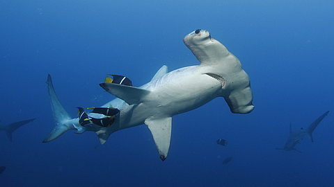 © Underseahunter Fleet