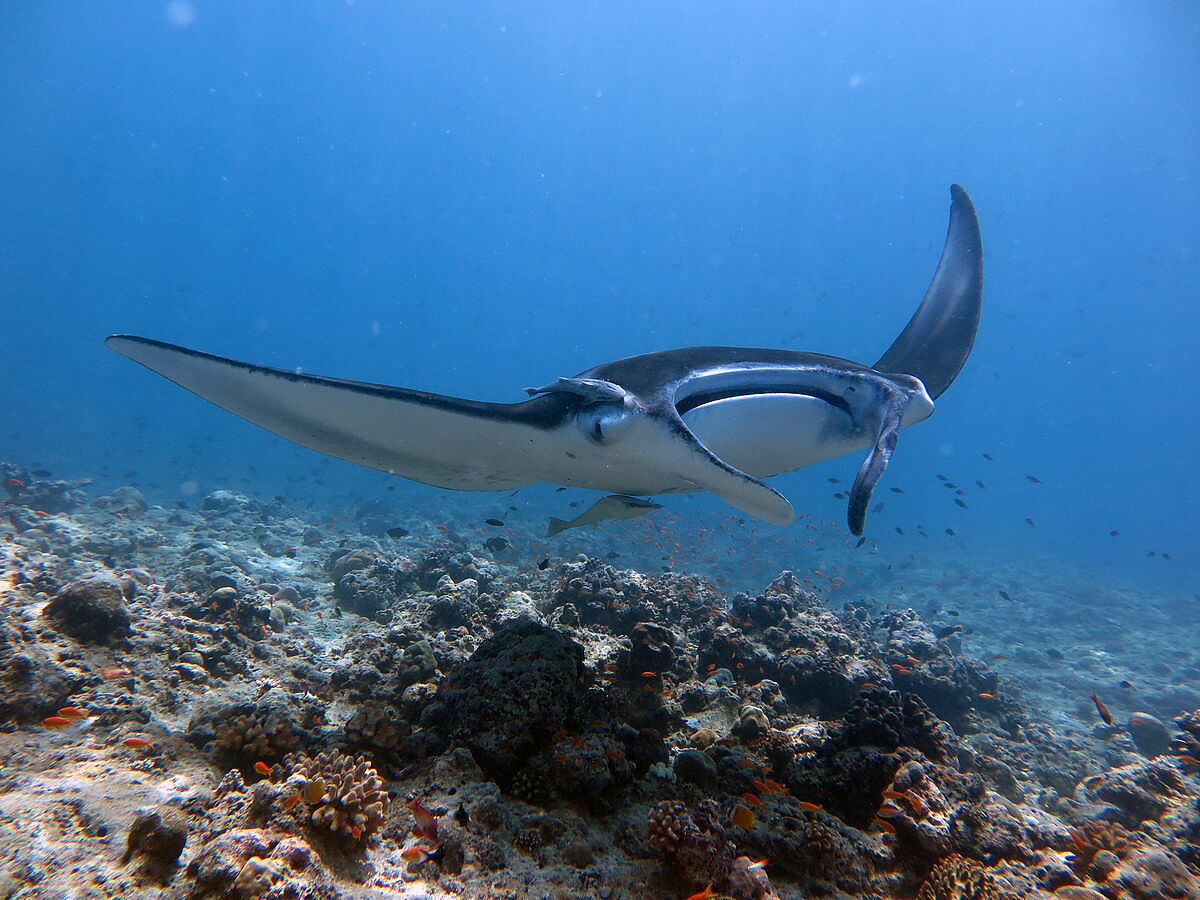 Manta Manta