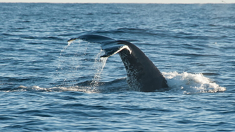 © Erwin Vermeulen © Erwin Vermeulen