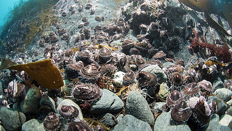 © Kamillo Weiss © Kamillo Weiss